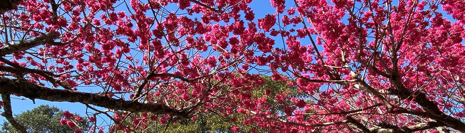 Greenwood Medical Centre - Cherry Blossom outside the clinic, Auckland