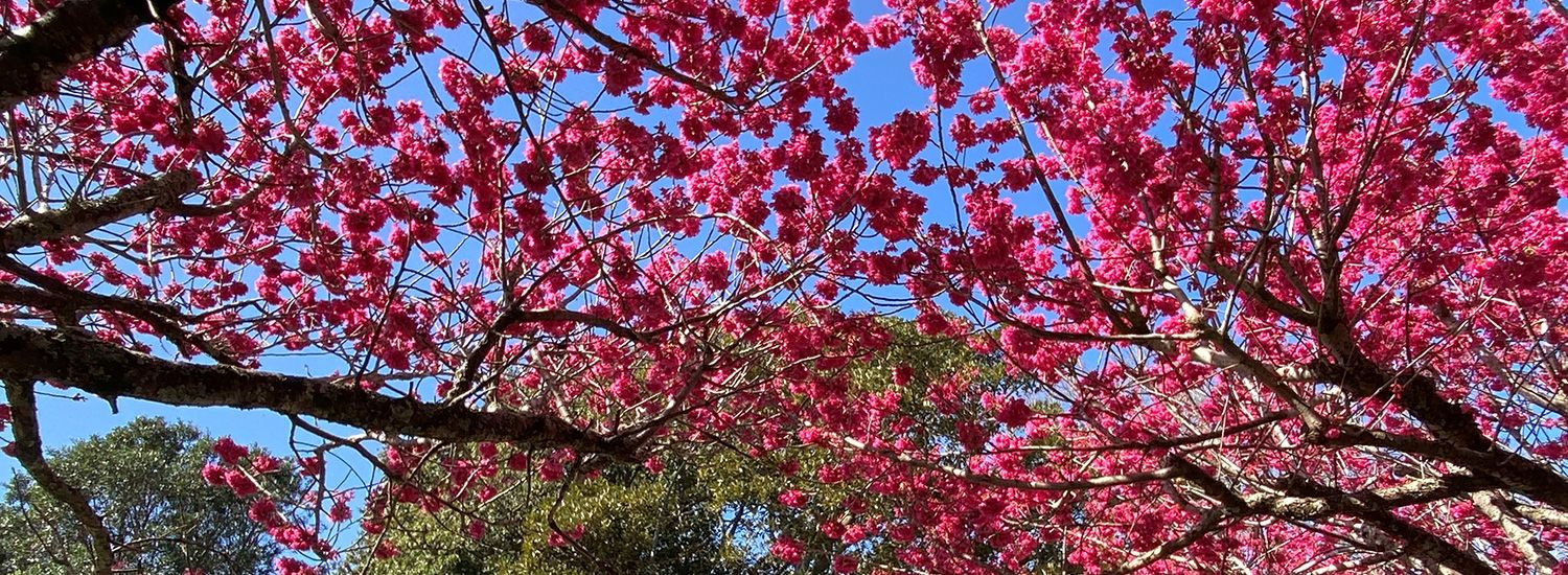 Greenwood Medical Centre - Cherry Blossom outside the clinic, Auckland