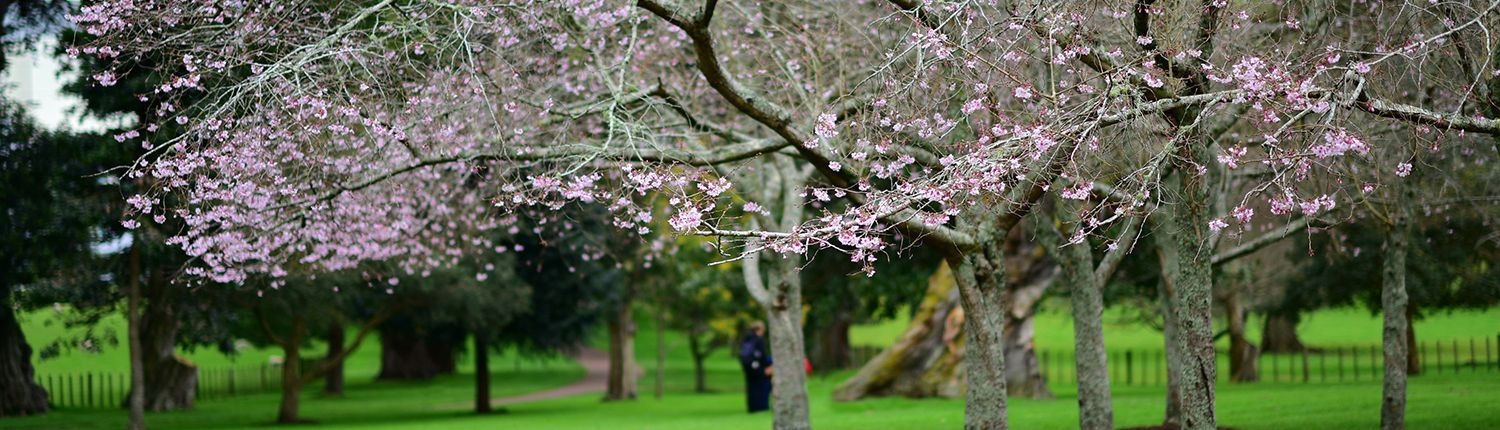 Greenwood Medical Centre - Cornwall Park in blossom, Auckland