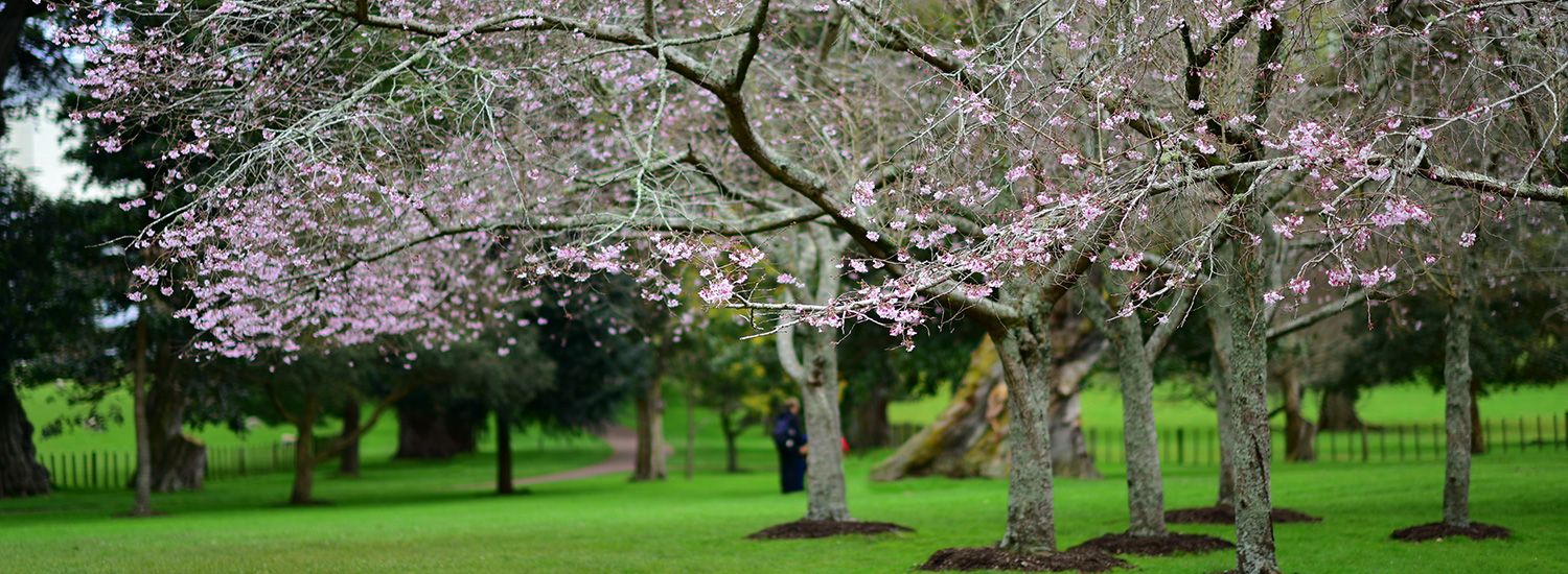 Greenwood Medical Centre - Cornwall Park in blossom, Auckland